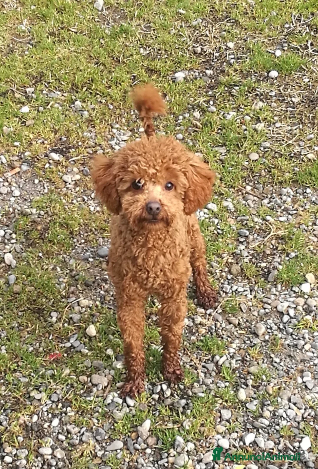 Barboncino Toy cani in vendita: Barboncino Toy albicocca e Red a Città metropolitana di Milano - Annuncio 1