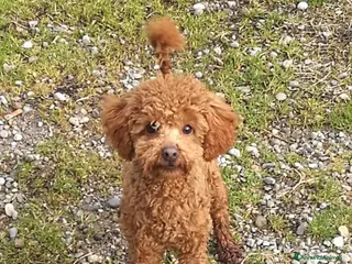 Barboncino Toy cani Barboncino Toy albicocca e Red a Città metropolitana di Milano - Annuncio 8