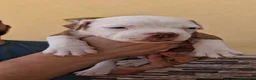 Bulldog cani in vendita: Cuccioli di bulldog americano  a Libero consorzio comunale di Agrigento - Annuncio 8