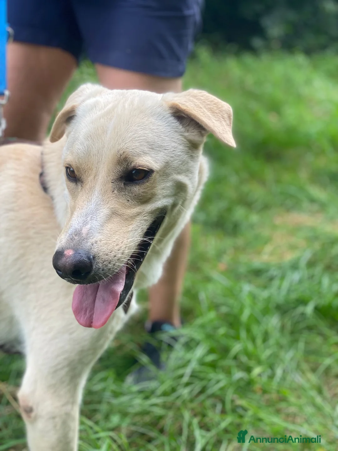 Labrador cani in regalo: Diana un cane dolcissimo in cerca di casa - Annuncio 4