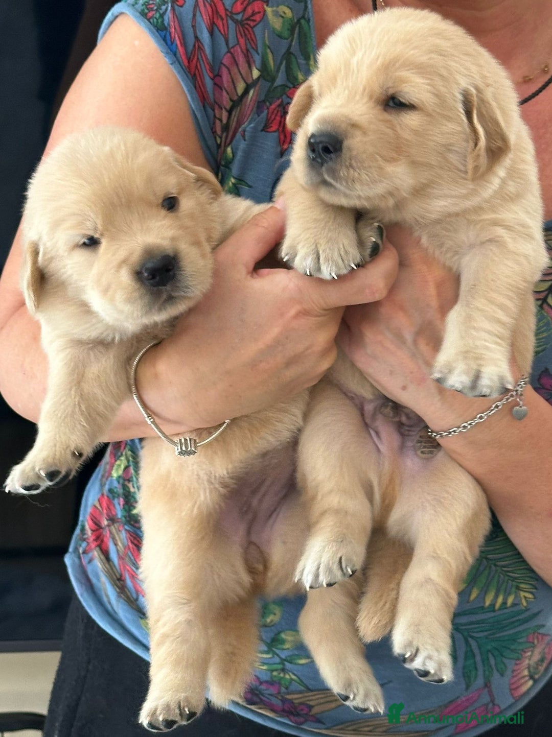 Golden Retriever cani in vendita: Cuccioli Golden Retriver Americani 100% a Provincia di Lucca - Immagine 9