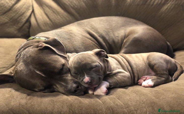 Pitbull cani - Annuncio 1