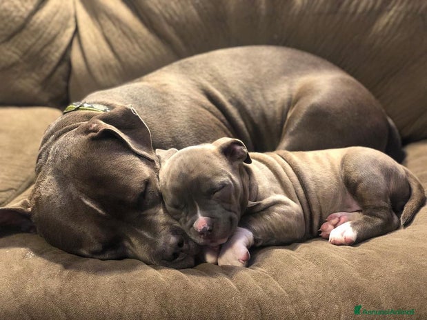 Pitbull cani - Annuncio 1