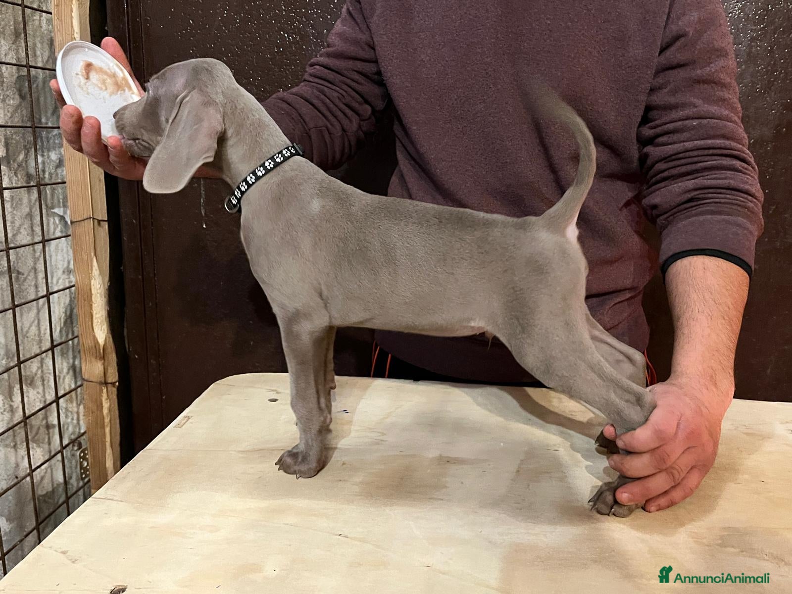 Weimaraner cani Cuccioli weimaraner  - Annuncio 5