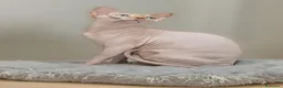 Sphynx gatti in vendita: Cuccioli di sphynx  - Annuncio 7