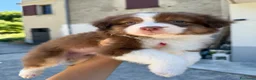 Australian Shepherd cani in vendita: Cuccioli pastore australiano con pedigree - Annuncio 4