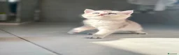 Scottish gatti in vendita: Bellissimi cuccioli di scottish straight/fold - Annuncio 13