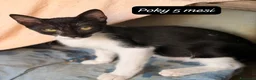 Europeo gatti in regalo: Tanti gattini desiderosi di trovare famiglia  a Provincia di Bergamo - Annuncio 8