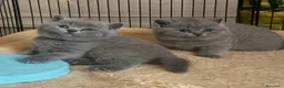 British gatti in vendita: British shorthair blu - Annuncio 22