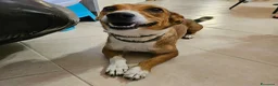 Meticcio cani in vendita: 4 cuccioline a Provincia di Chieti - Annuncio 1