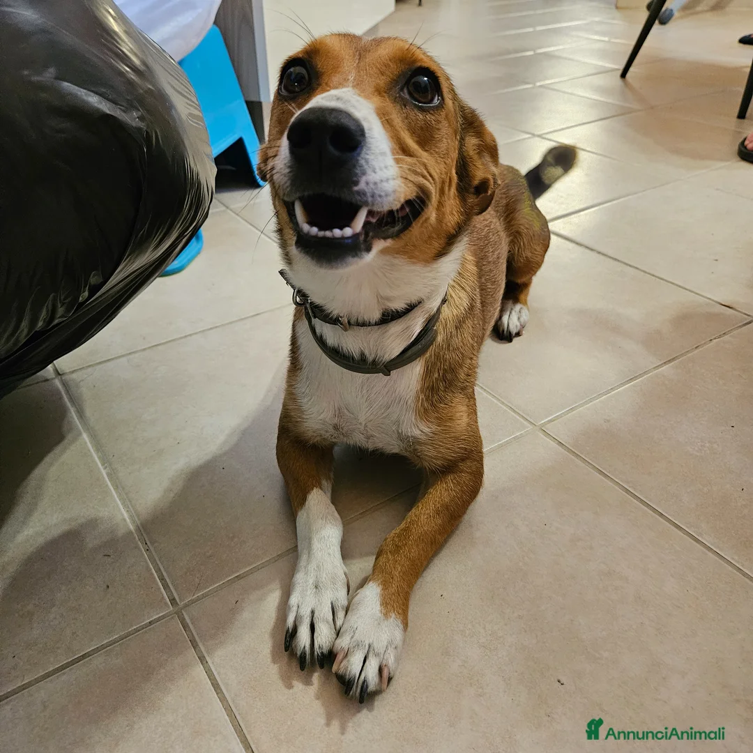 Meticcio cani in vendita: 4 cuccioline a Provincia di Chieti - Annuncio 1