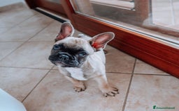 Bulldog Francese cani in vendita: Cucciolo Bulldog Francese da Allevamento Italiano  - Immagine 10