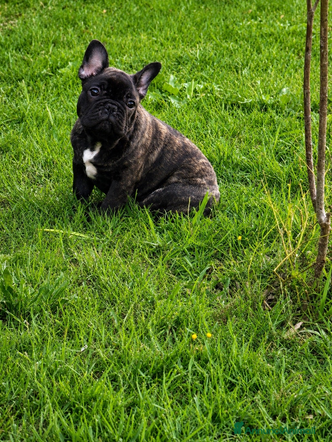 Bulldog Francese cani Recupero spese cucciolo Buldog francese pedigree  - Annuncio 10