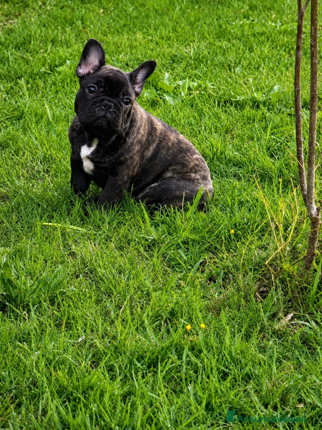 Bulldog Francese cani in vendita: Recupero spese cucciolo Buldog francese pedigree  - Annuncio 1