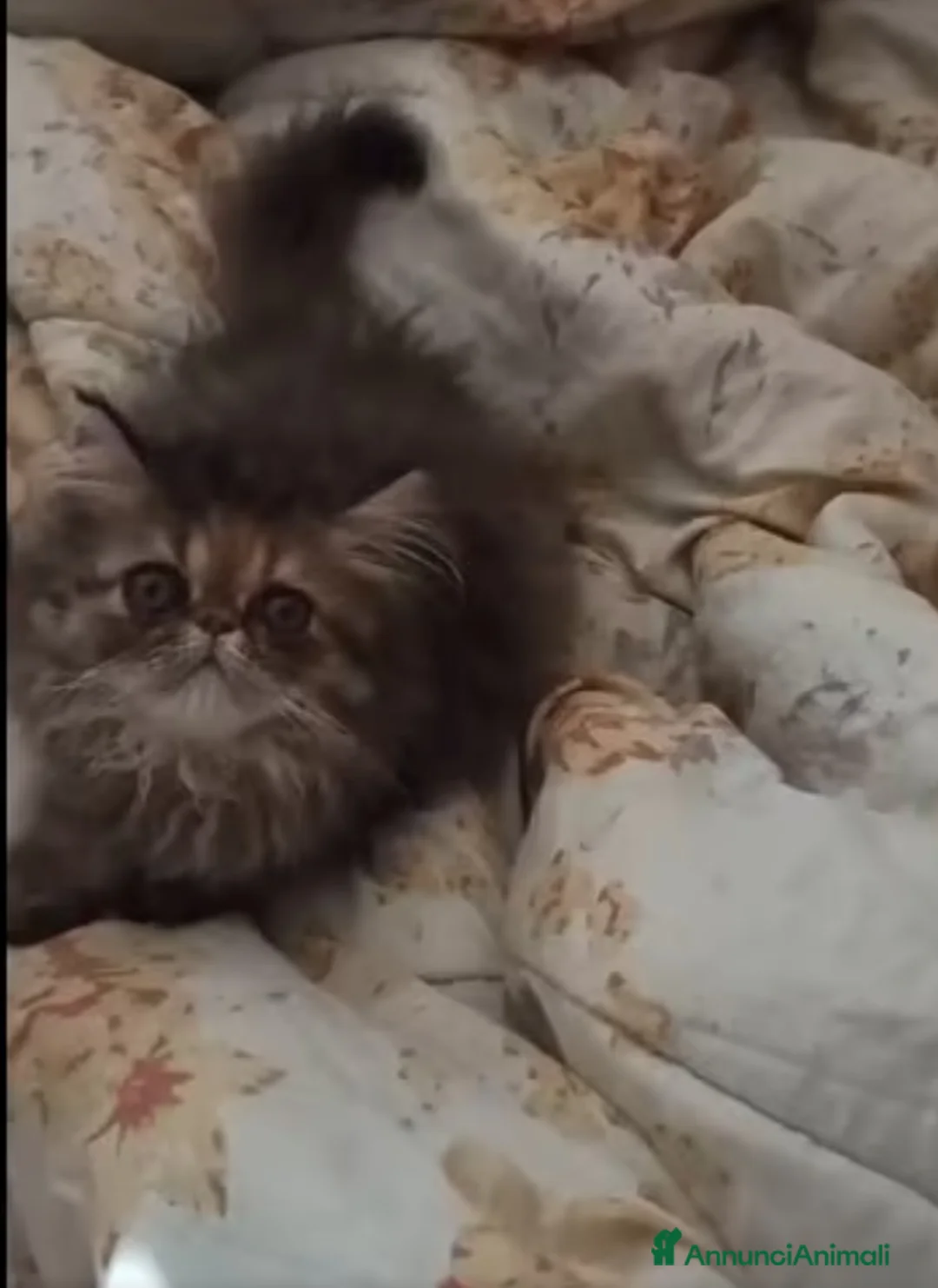 Persiano gatti in vendita: Persiano cucciolo gatto persiana femmina a Città Metropolitana di Napoli - Annuncio 4