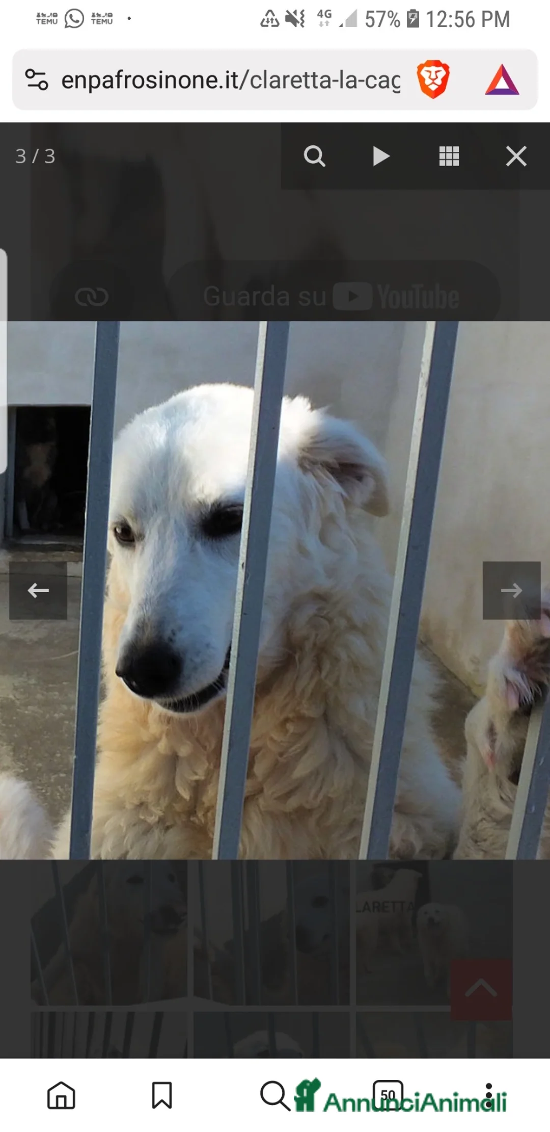 Meticcio cani in regalo: ADOZ.DEL💔:abband.a3mesi,vive su cemento,buona aff - Annuncio 2
