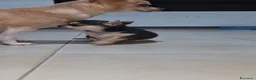 Chihuahua cani in vendita: Cucciola chiwuawua  - Annuncio 5