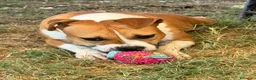 Meticcio cani in regalo: Sofie 2 anni 20 kg socievole  - Annuncio 2