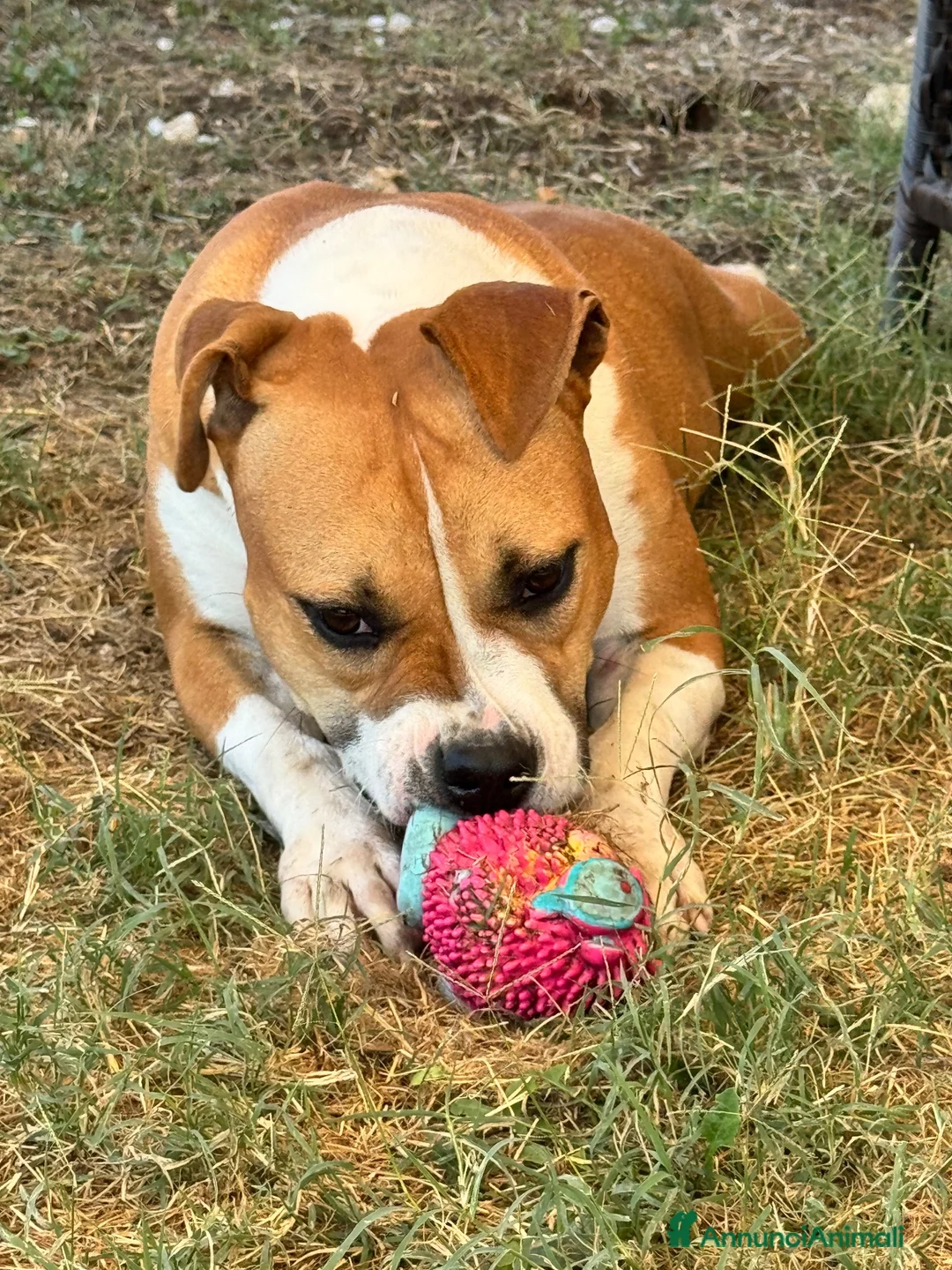 Meticcio cani in regalo: Sofie 2 anni 20 kg socievole  - Annuncio 2
