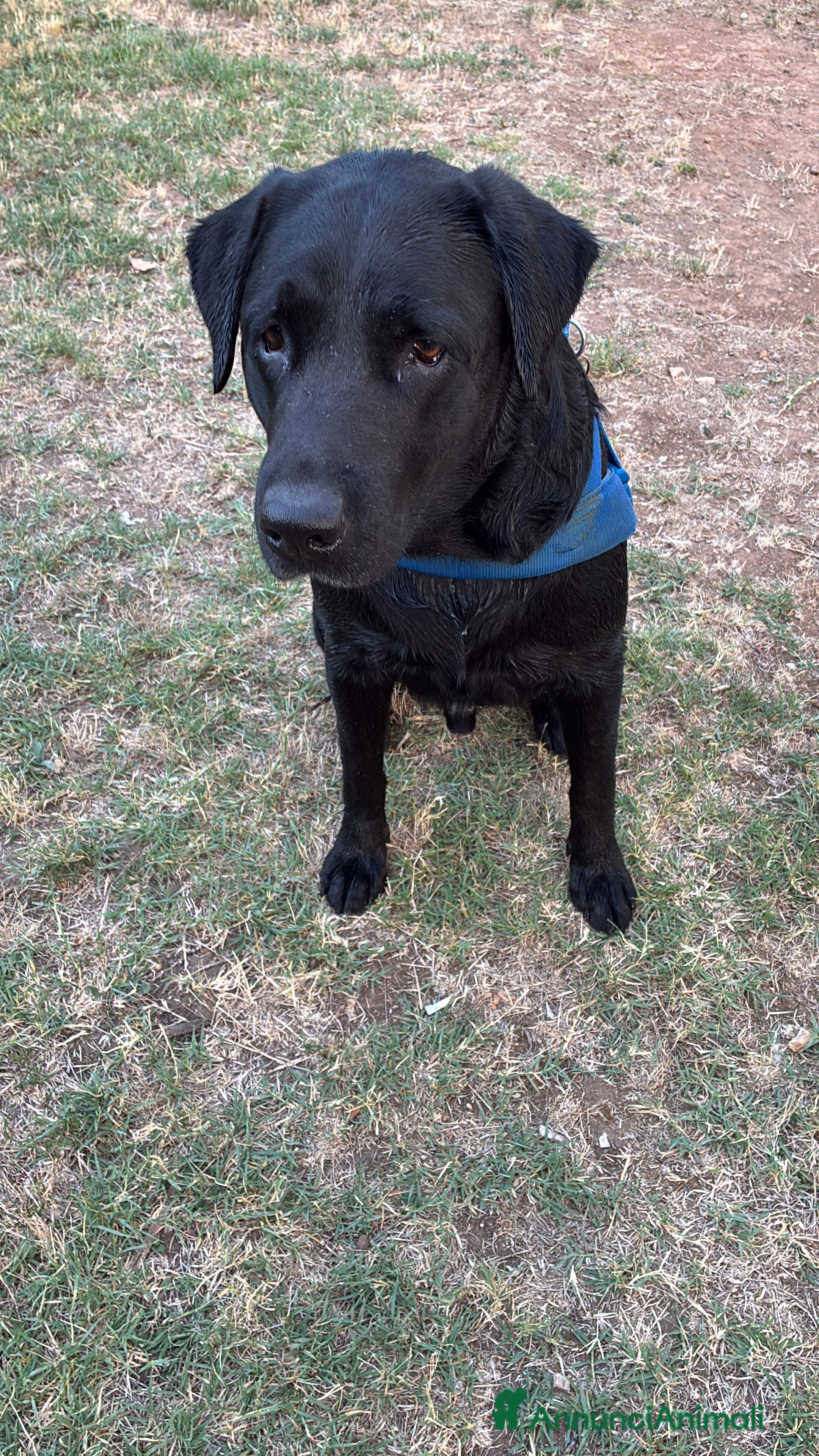 Labrador cani Eugenio cerca moglie - Annuncio 17