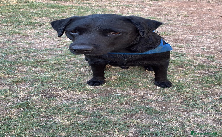 Labrador cani Eugenio cerca moglie - Annuncio 1