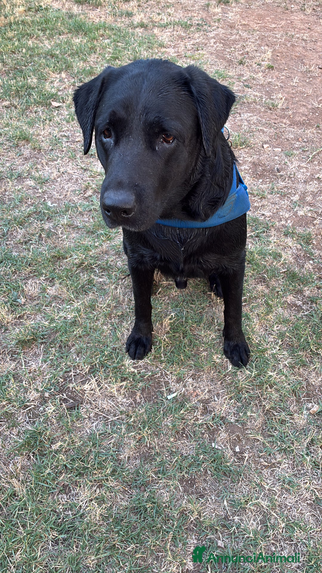 Labrador cani per accoppiamento: Eugenio cerca moglie - Annuncio 1