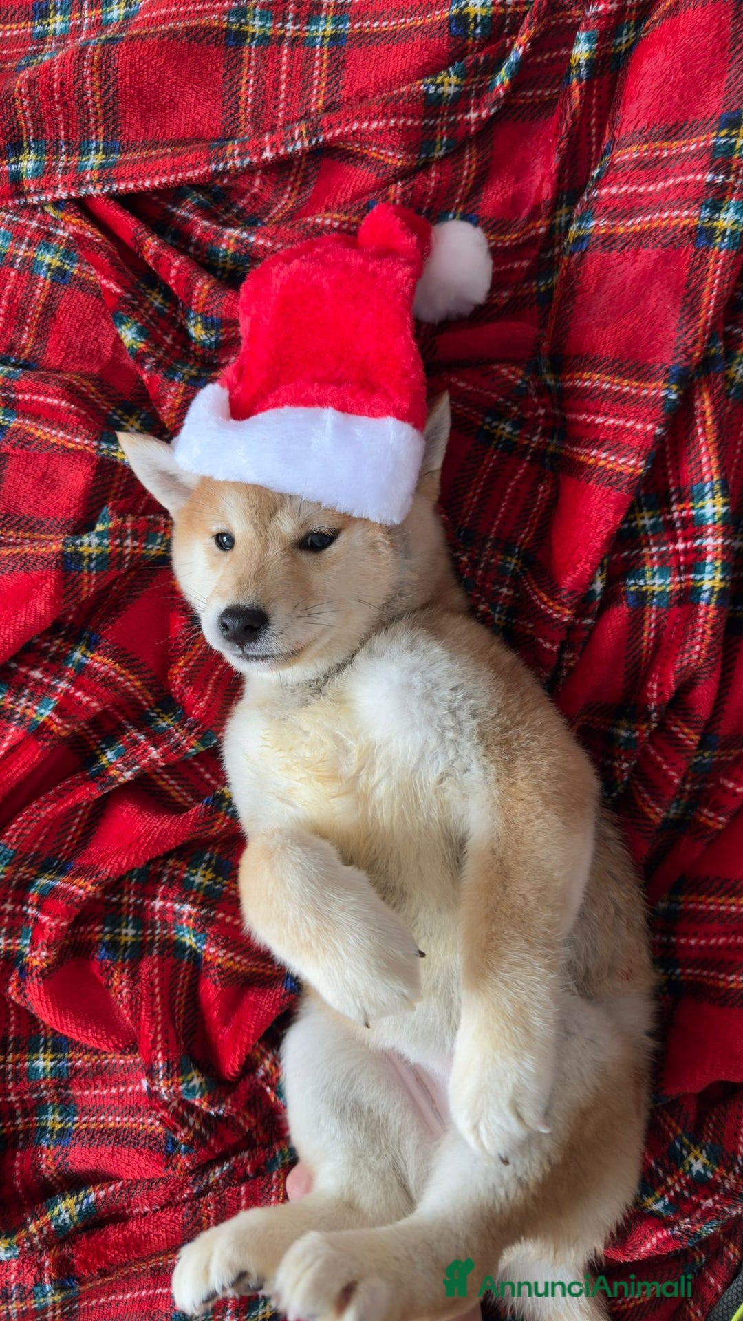 Shiba Inu cani in vendita: Cucciola SHIBA inu rossa - Annuncio 6