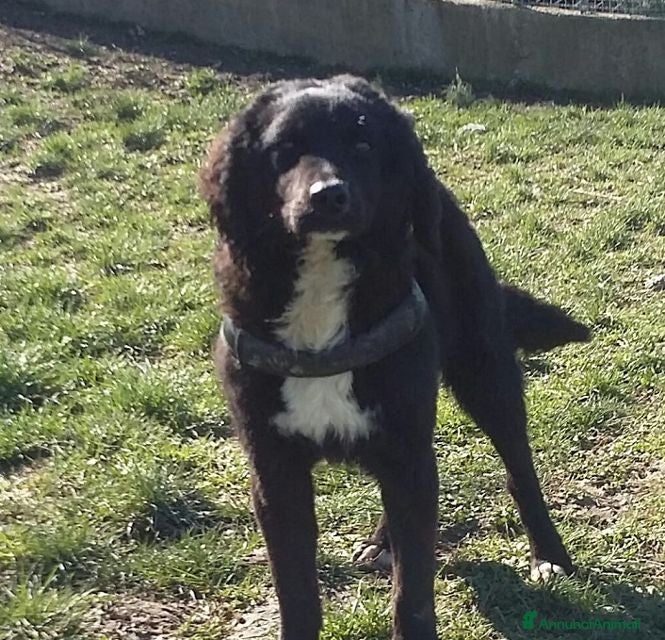 Meticcio cani RICCIOLINO mite e tranquillo tg media - Annuncio 2