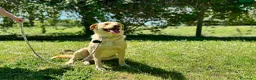 Meticcio cani in regalo: CESARE BELLO E BUONO MA NESSUNO LO VUOLE - Annuncio 2