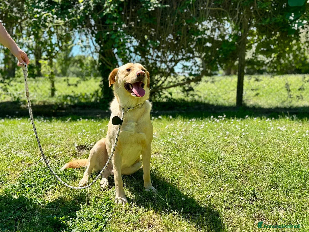 Meticcio cani in regalo: CESARE BELLO E BUONO MA NESSUNO LO VUOLE - Annuncio 2