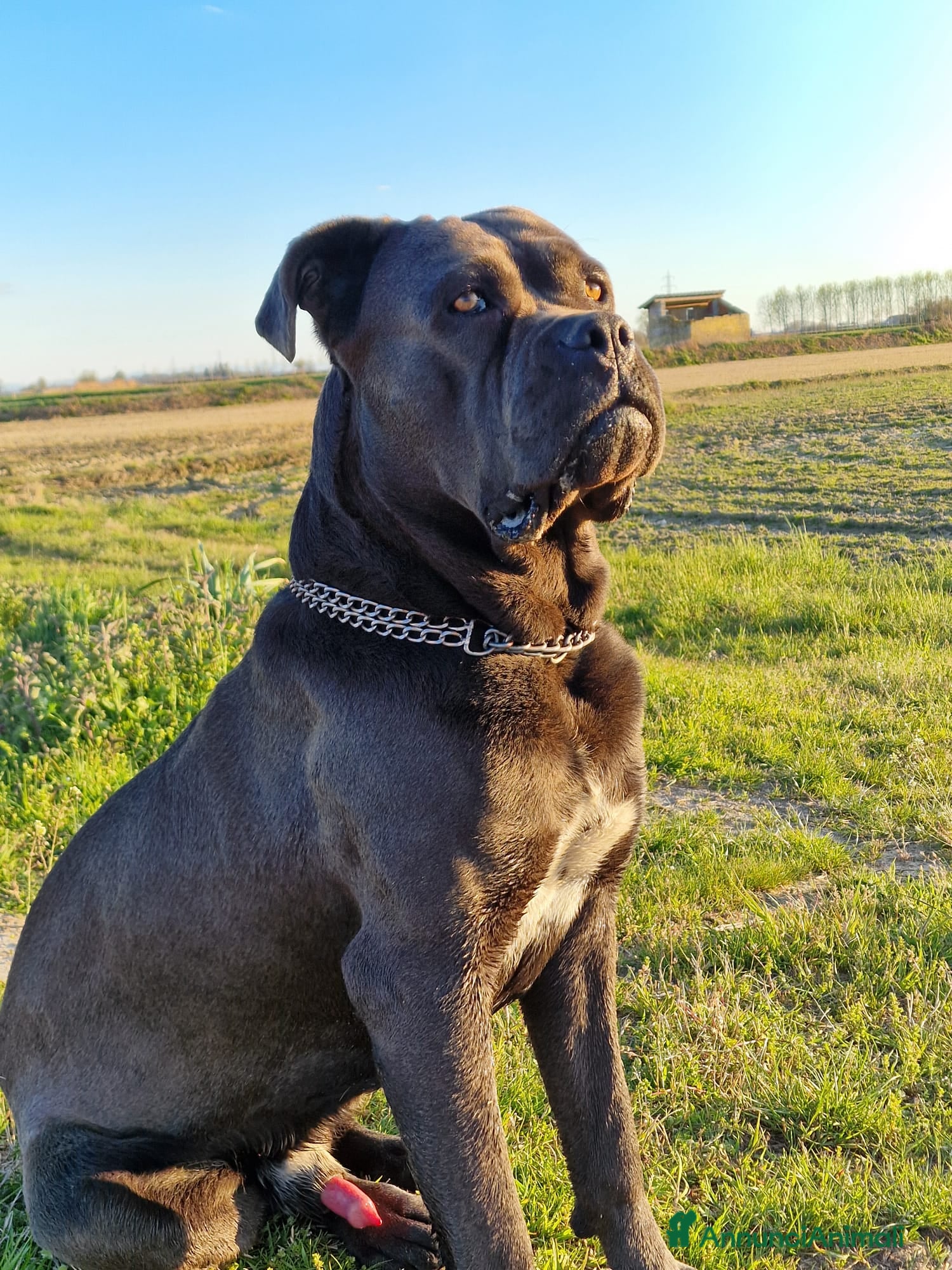 Cane Corso cani Cane Corso un cane davvero meraviglioso  - Annuncio 2