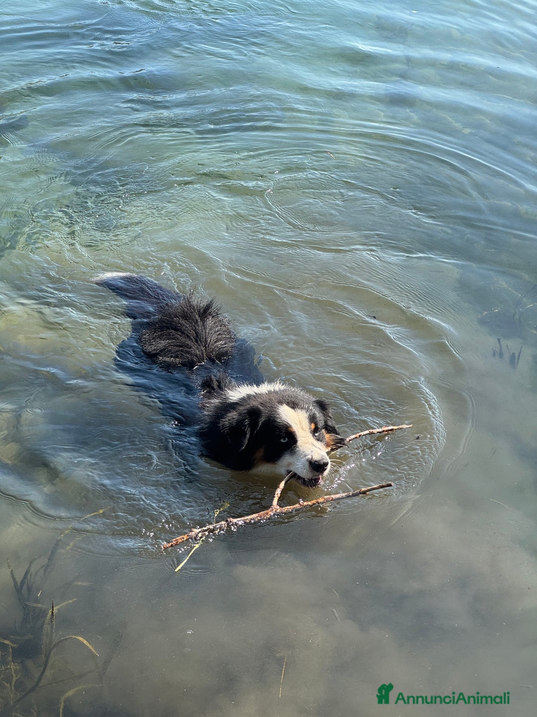 Australian Shepherd cani per accoppiamento: Maschio disponibile per accoppiamento - Annuncio 9