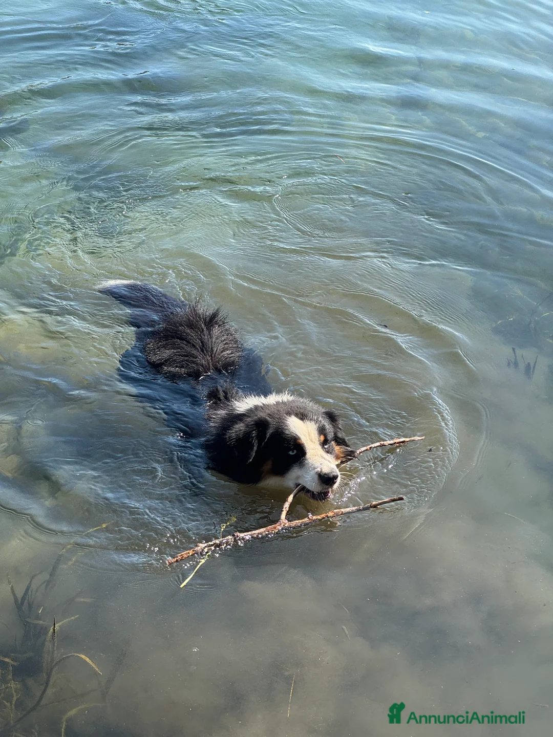 Australian Shepherd cani per accoppiamento: Maschio disponibile per accoppiamento - Annuncio 9