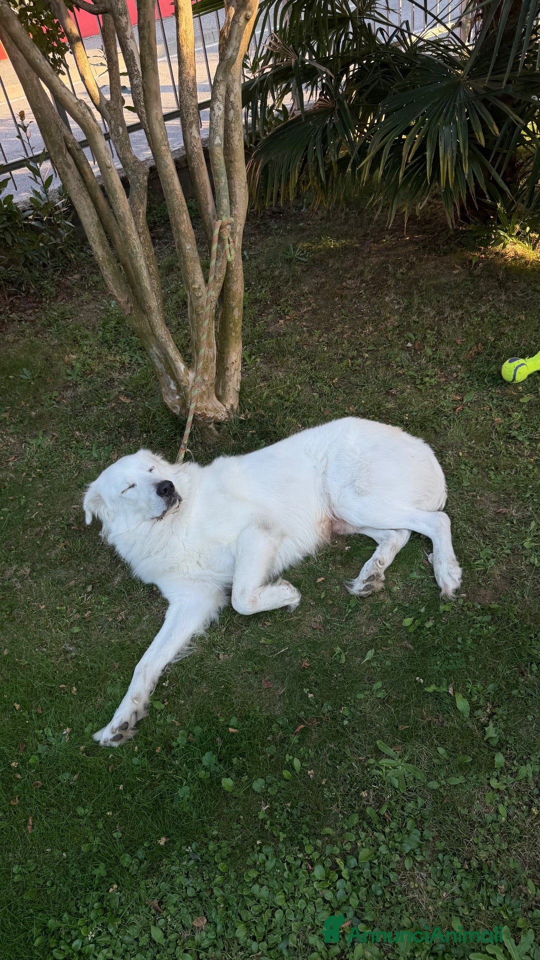 Pastore Abbruzzese Maremmano cani Pastore abruzzese maremmano - Annuncio 1