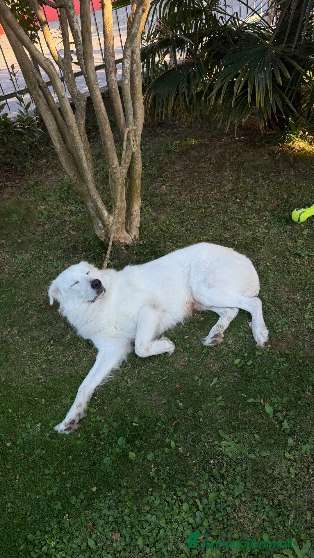Pastore Abbruzzese Maremmano cani in vendita: Pastore abruzzese maremmano a Provincia di Bergamo - Annuncio 1