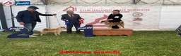 Shiba Inu cani in vendita: Cuccioli di shiba inu - 3 femminucce - - Annuncio 14