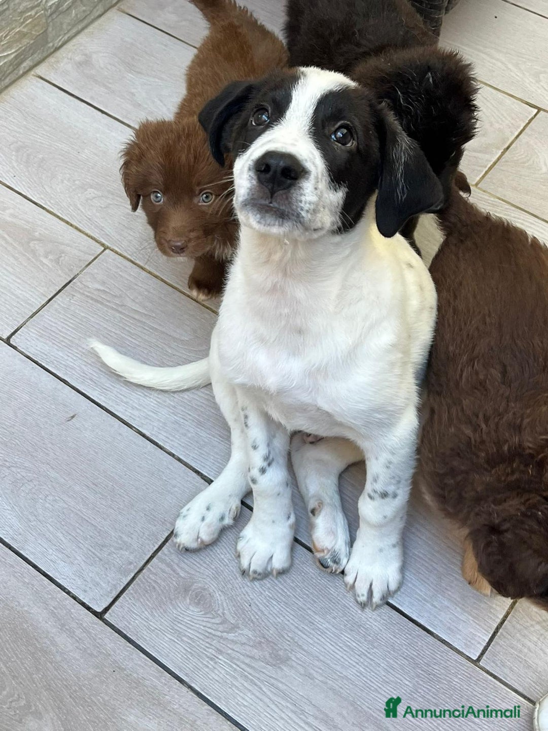 Altre razze cani in regalo: peter  - Annuncio 2