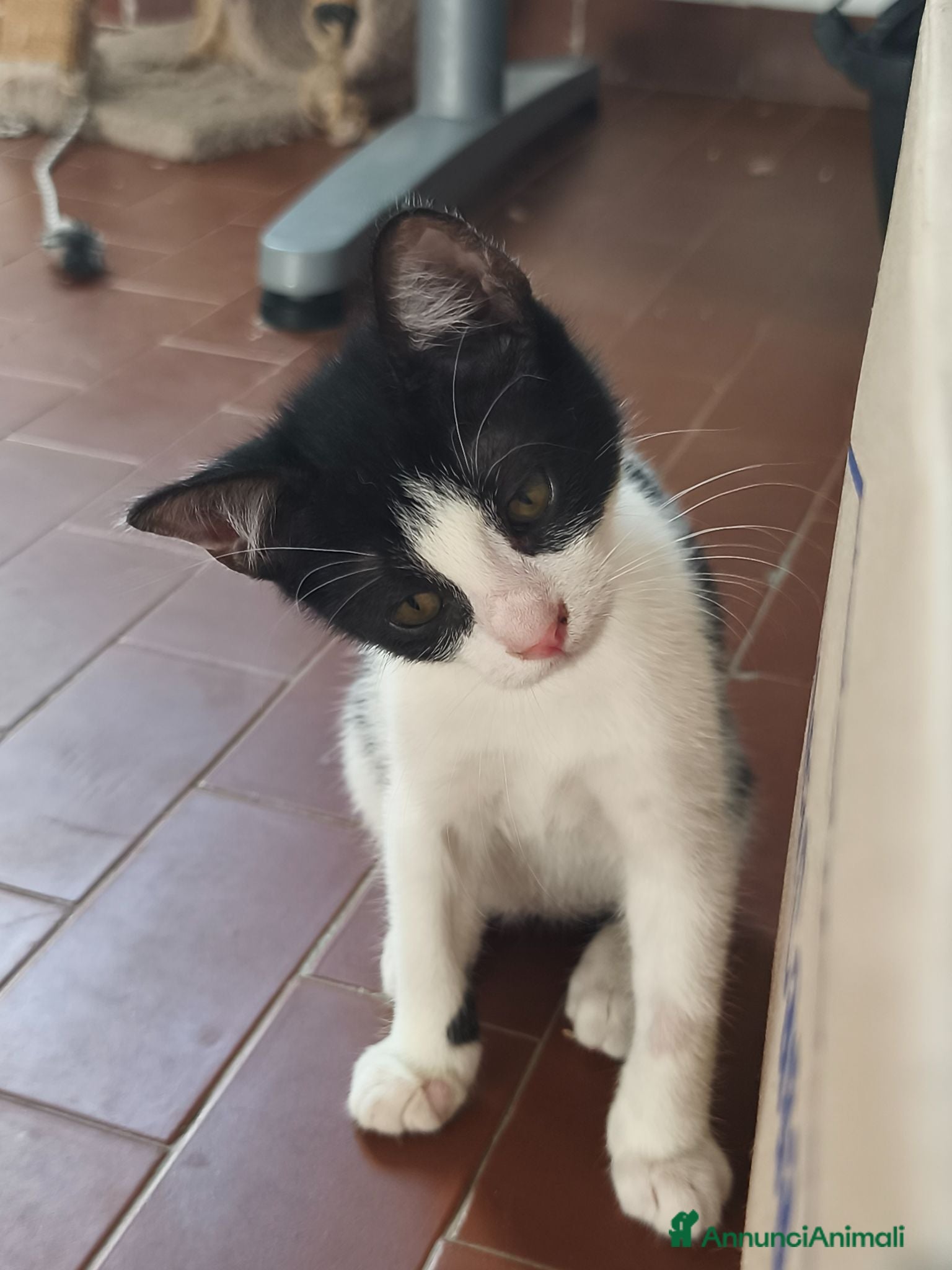 Meticcio gatti Zac, il fascinoso  - Annuncio 1