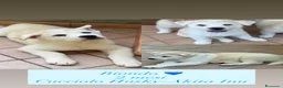 Meticcio cani in vendita: Cuccioli di Huskita - Annuncio 5
