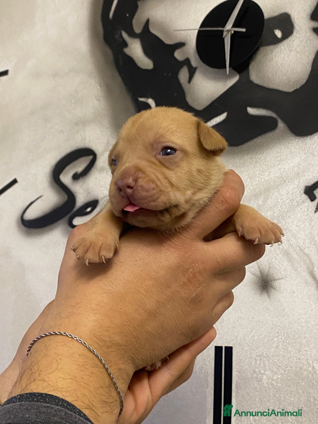Pitbull cani in vendita: Cuccioli di Pitbull UKC con Pedigree  - Annuncio 4