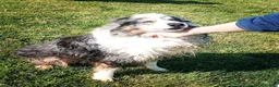 Australian Shepherd cani in regalo: Paul Newman, derivato pastore australiano a Provincia di Latina - Annuncio 6