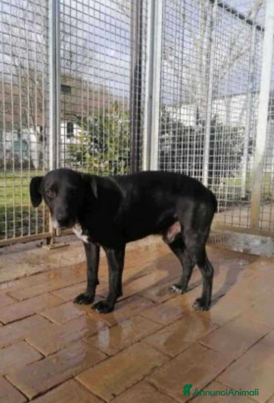 Meticcio cani in regalo: 8anni,nero,7anni di canile,chi lo adotterà mai?URB a Città Metropolitana di Milano - Annuncio 1