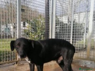 Meticcio cani 8anni,nero,7anni di canile,chi lo adotterà mai?URB a Città Metropolitana di Milano - Annuncio 22