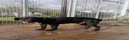 Meticcio cani in regalo: 8anni,nero,7anni di canile,chi lo adotterà mai?URB a Città Metropolitana di Milano - Annuncio 1