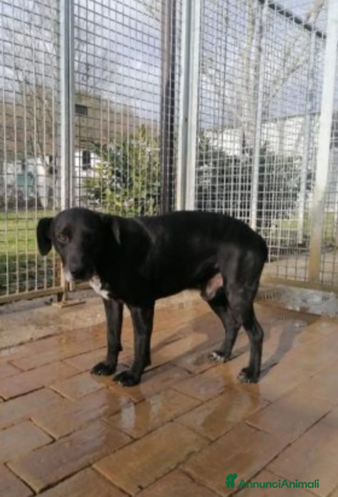 Meticcio cani in regalo: 8anni,nero,7anni di canile,chi lo adotterà mai?URB a Città Metropolitana di Milano - Annuncio 1