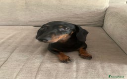 Bassotto cani per accoppiamento: Bassotta Kaninchen cerca bassotto a Provincia di Terni - Immagine 4