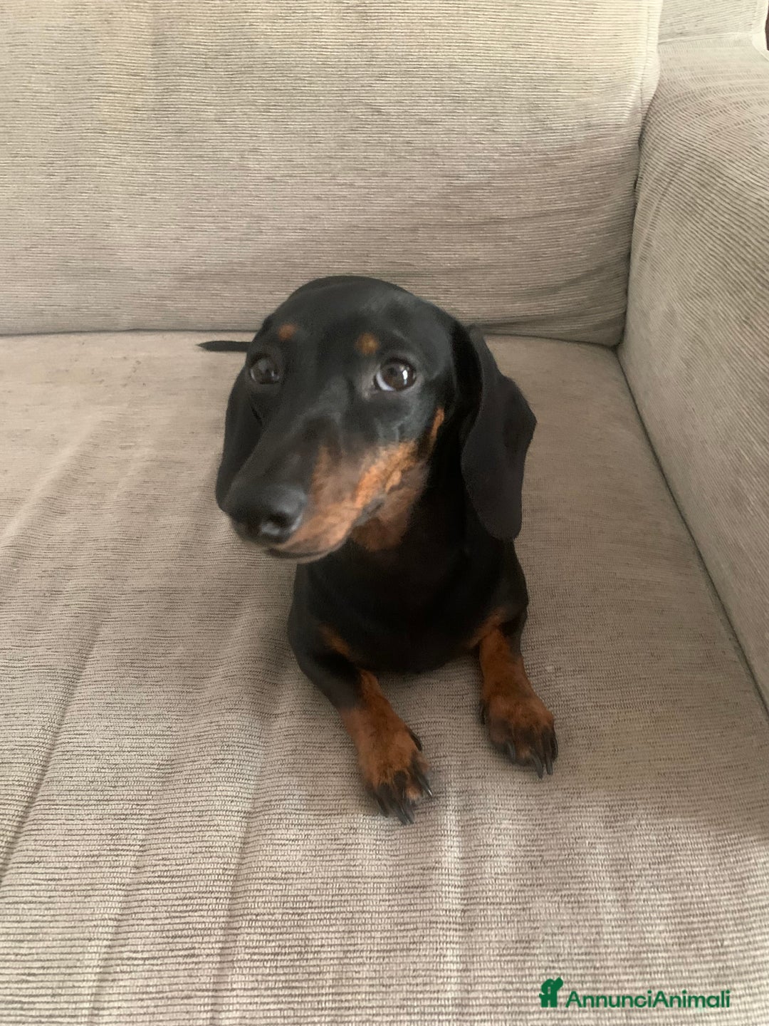 Bassotto cani per accoppiamento: Bassotta Kaninchen cerca bassotto a Provincia di Terni - Immagine 4
