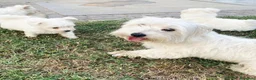 Maltese cani in vendita: Cuccioli maltese  - Annuncio 2