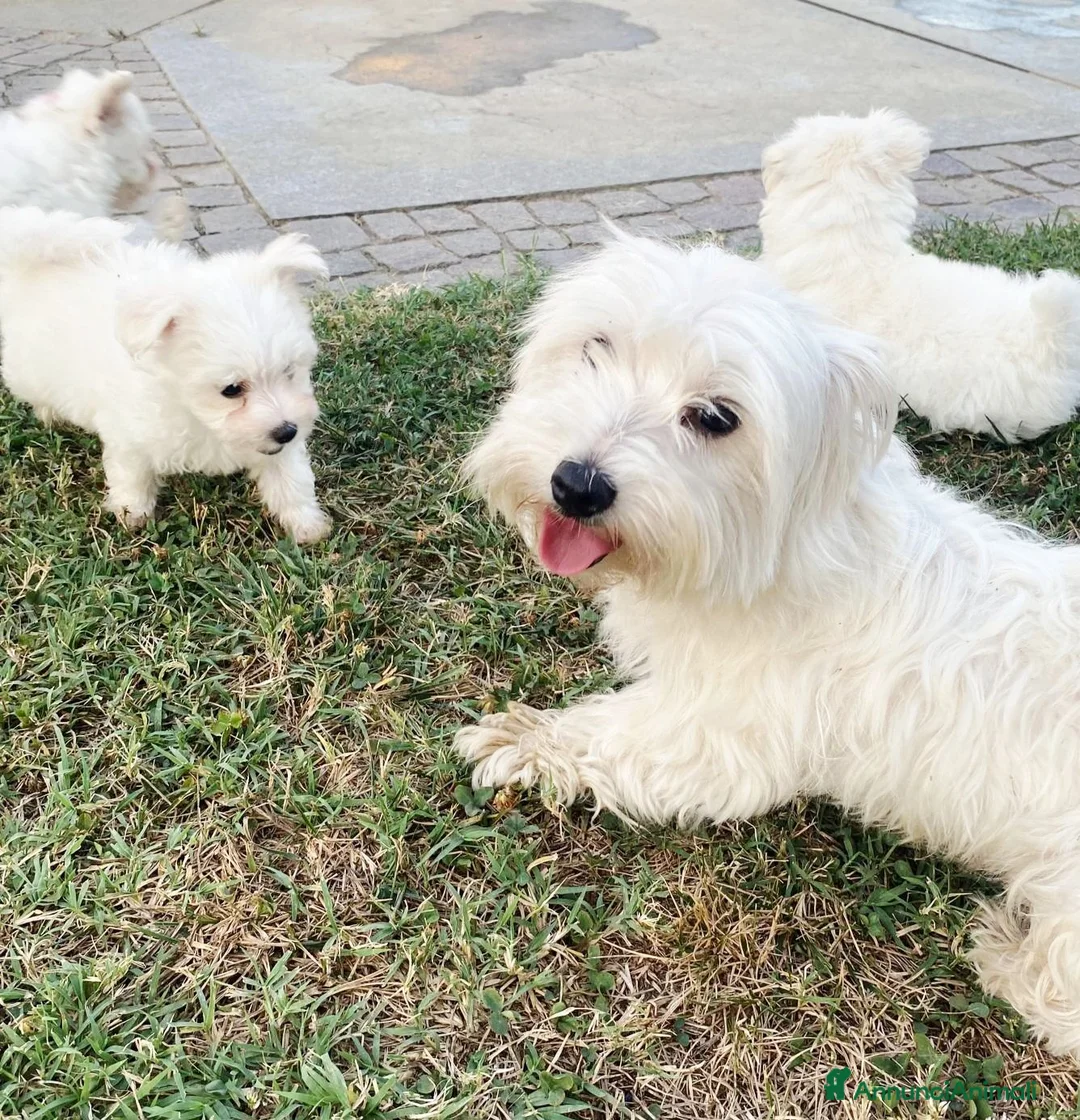 Maltese cani in vendita: Cuccioli maltese  - Annuncio 2
