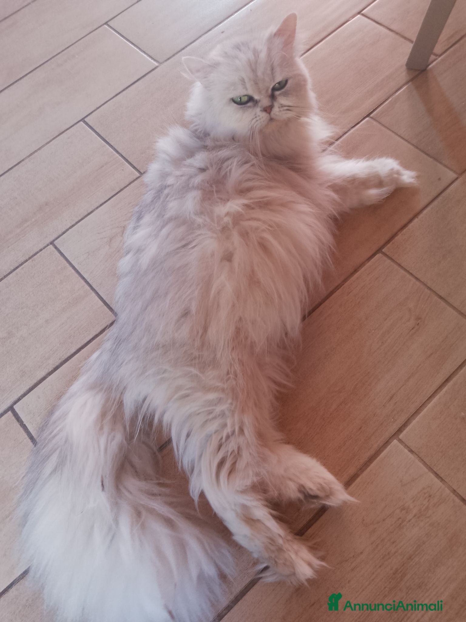 Persiano gatti Gattini persiani  - Annuncio 2